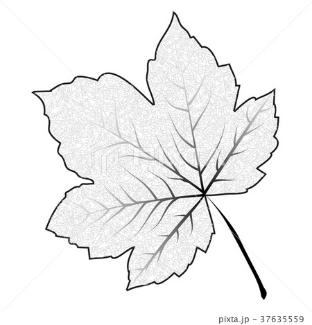 Image of outline maple leaf . Vector illustration 37635559