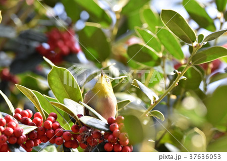 メジロと赤い実 37636053