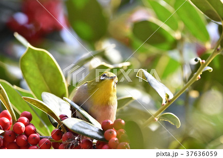 メジロと赤い実 メジロと赤い実 37636059