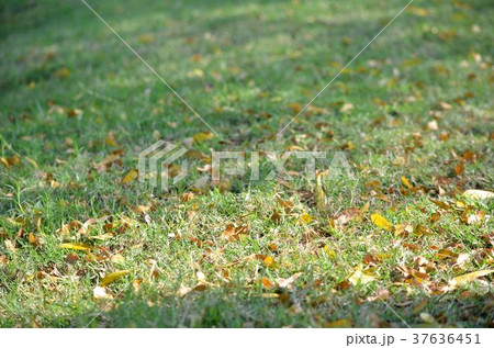 Leaves fall on the grass. 37636451