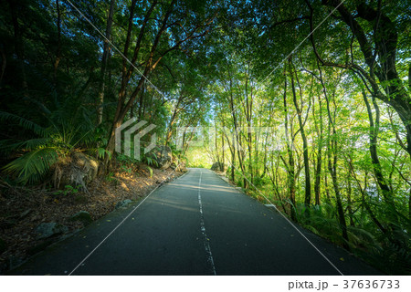 road in jungle of Seychelles 37636733