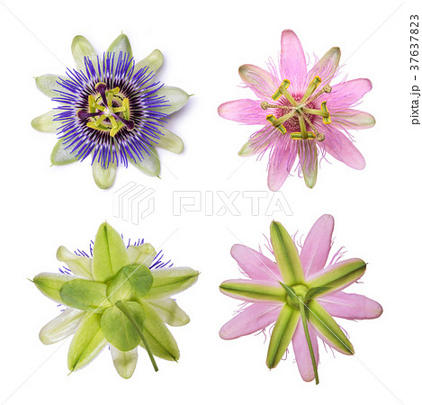 Passiflora passionflower isolated on white background. Big beautiful flower. Passiflora passionflower isolated on white background. Big beautiful flower. 37637823
