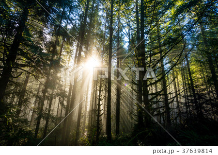 Sun Through Trees in Natural Oregon Landscape Sun Through Trees in Natural Oregon Landscape 37639814