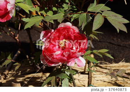 牡丹　冬ボタン　Winter Peony 37640873