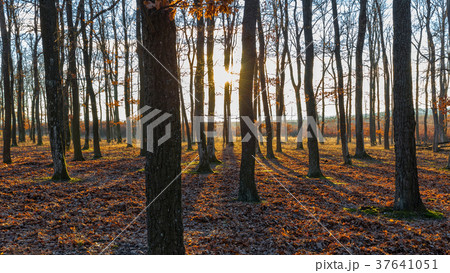 Nice sunny autumn forest in sunset light 37641051