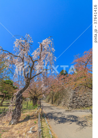 春の懐古園の風景 37641416