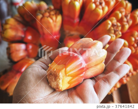 Orang pandanus fruit on hand Orang pandanus fruit on hand 37641842