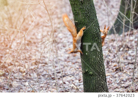Two funny cute  squirrels play  in a forest. 37642023