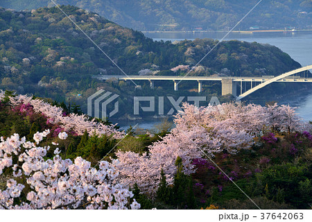 開山公園の桜 開山公園の桜 37642063