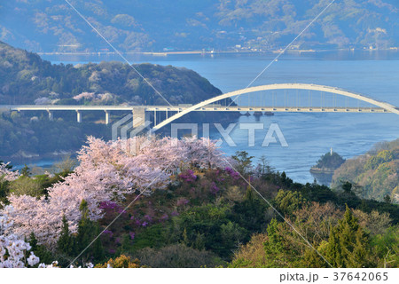 開山公園の桜 開山公園の桜 37642065