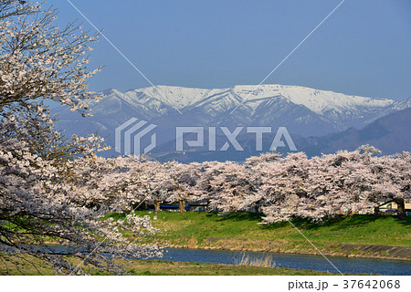 白石川堤一目千本桜 37642068