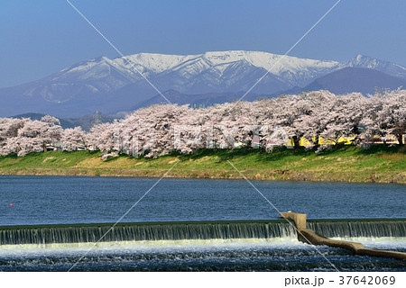白石川堤一目千本桜 白石川堤一目千本桜 37642069