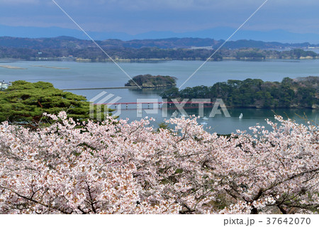 西行戻しの松公園の桜 西行戻しの松公園の桜 37642070