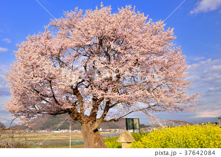 貫津の種まき桜 37642084