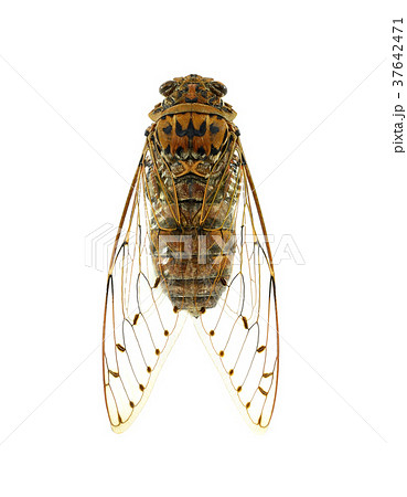 Insect cicada on white background. 37642471