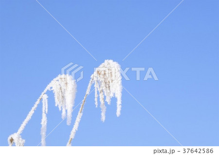 凍り付いた雑草 37642586