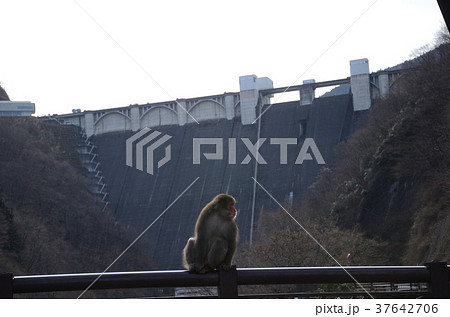 野生のニホンザル・日本猿 37642706