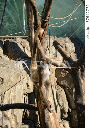 ブラウンケナガクモザル・茶毛長蜘蛛猿 37642772