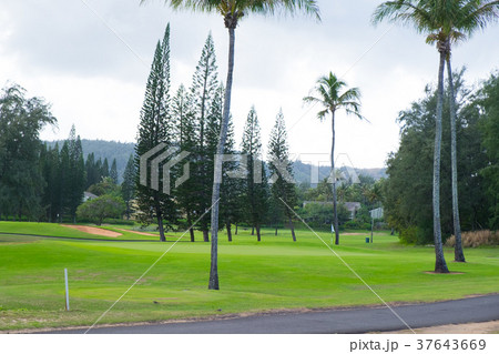 Turtle Bay Golf Course 37643669