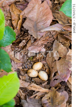 Chicken Eggs in Leaves 37643731