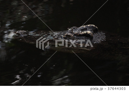 close up head crocodile in water close up head crocodile in water 37644303