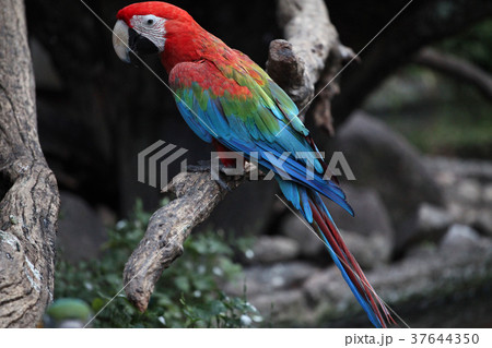 macaw parrot bird in thailand 37644350
