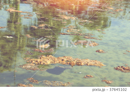 dirty sewage lake with organic pollution. dirty sewage lake with organic pollution. 37645102