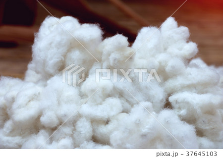 white cotton used as textile fiber white cotton used as textile fiber 37645103