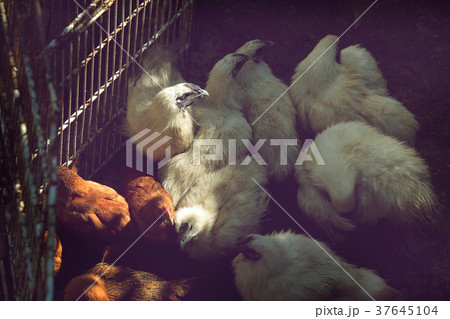 white hen with black face and black crest in cage white hen with black face and black crest in cage 37645104