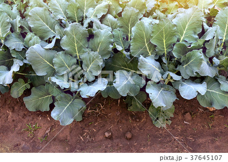 young broccoli plants grow in home garden. young broccoli plants grow in home garden. 37645107