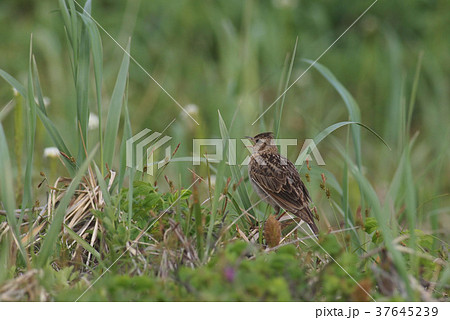 ヒバリ鳴く 37645239
