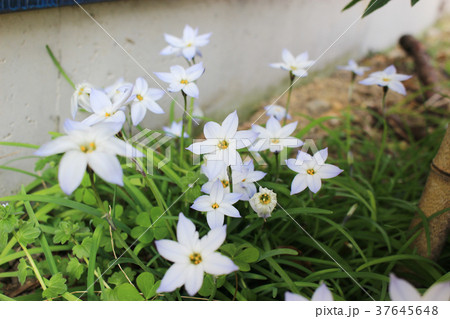 ハナニラの花 37645648