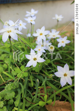ハナニラの花 37645649