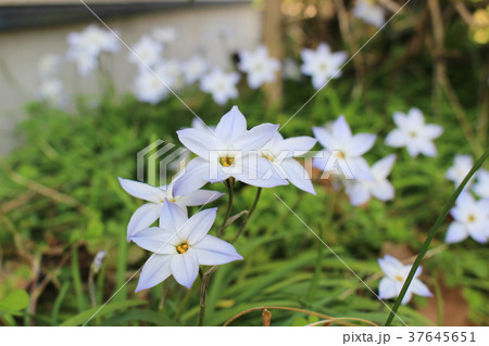 ハナニラの花 37645651