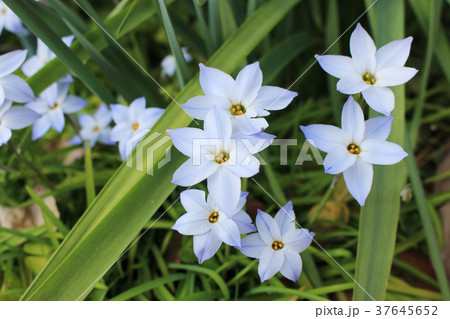 ハナニラの花 37645652
