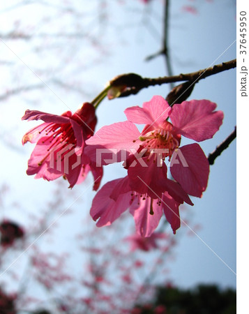 桜 さくら サクラ 37645950