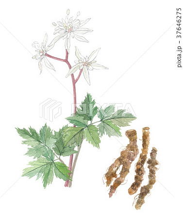 オウレンの花と根 37646275