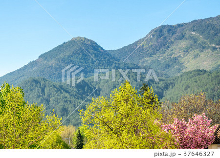 Mountain and forest in countryside 37646327