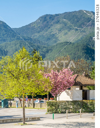 Mountain and forest in countryside 37646328