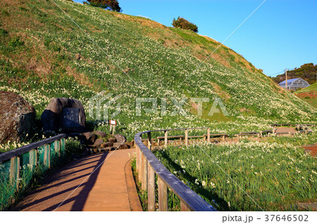 野水仙群生地爪木崎 冬の爪木崎 野水仙群生地爪木崎 冬の爪木崎 37646502