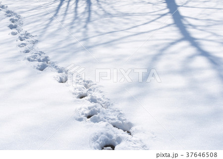 雪の上の足跡 雪の上の足跡 37646508