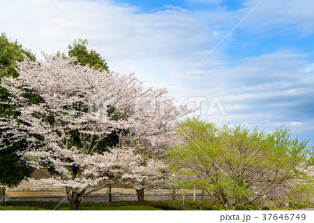 花島公園の桜 37646749