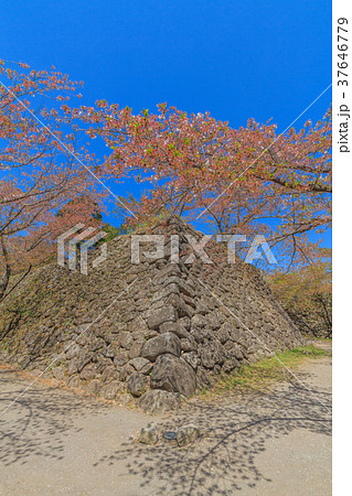 春の懐古園の風景 37646779