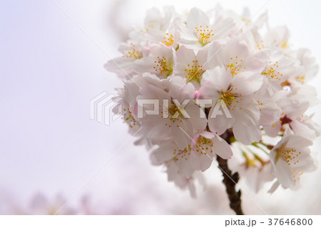 染井吉野さくら 染井吉野さくら 37646800