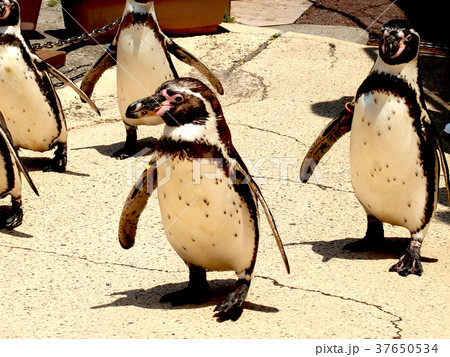 下田景観 水族館のペンギン 下田景観 水族館のペンギン 37650534