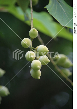 ハクウンボクの実 37650598