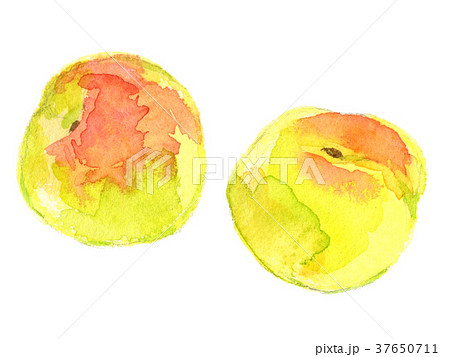 青梅 水彩イラストのイラスト素材