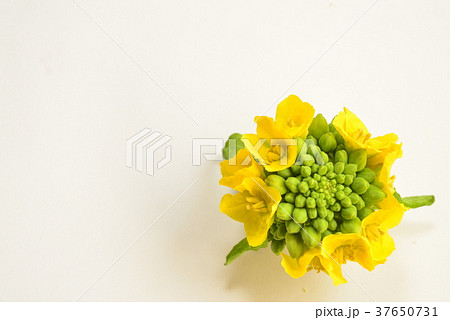 菜の花・コピースペース 菜の花・コピースペース 37650731