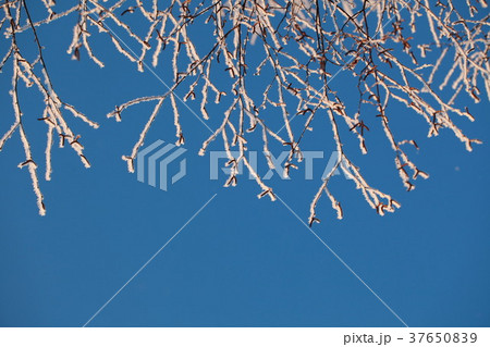 hoarfrost on trees in winter against the blue sky 37650839