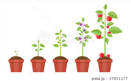 Growth Of Plant In Pot From Sprout To Fruit のイラスト素材